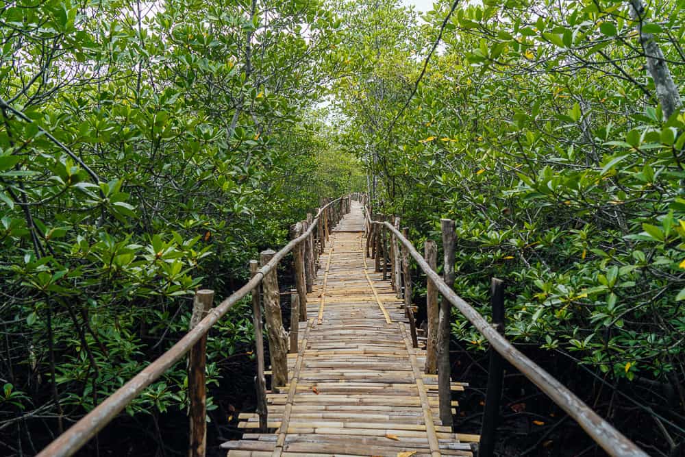 Wooden staircase path through dense green mangrove forest