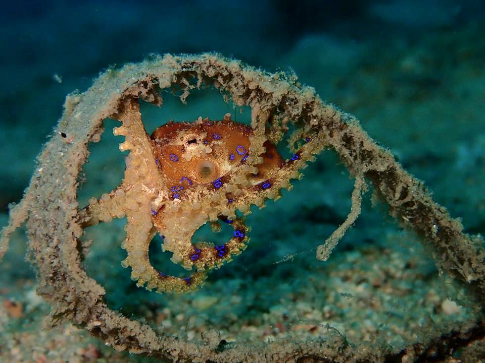Blue ring octopus nestled in a curled rope on the ocean floor, against a blue-green background
