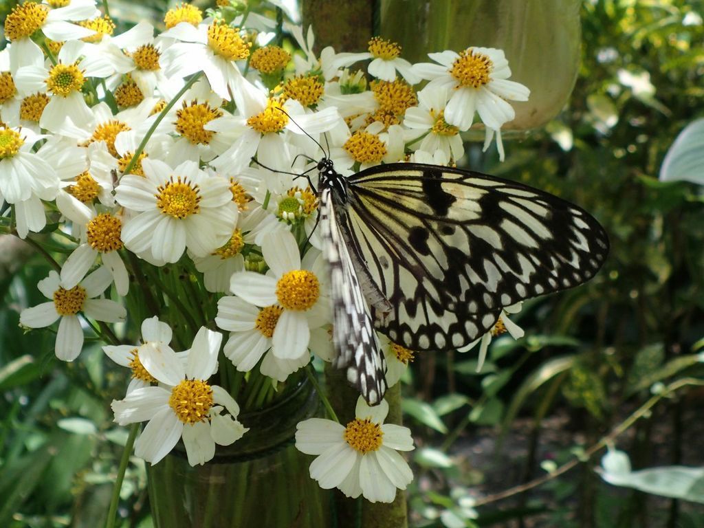 Black-and-white butterfly on white daisies with yellow centers in a green garden
