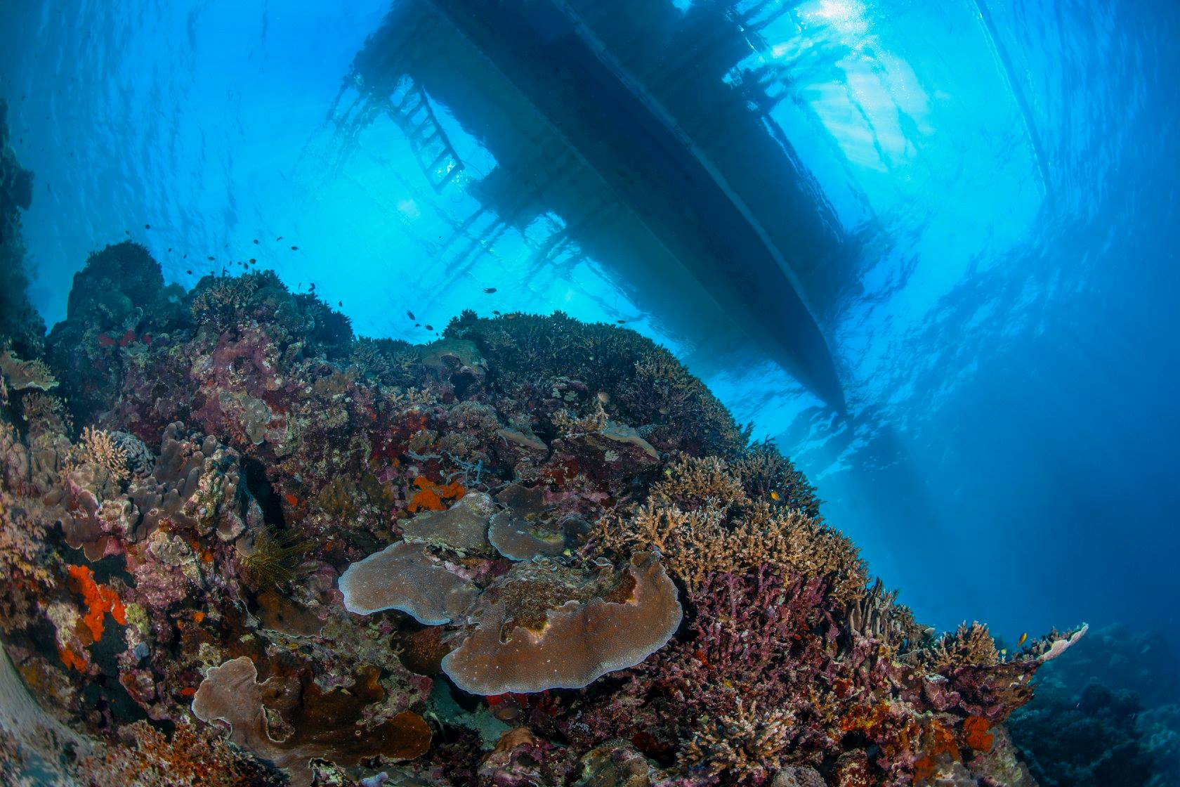 Underwater coral reef with a boat silhouette overhead in bright blue water