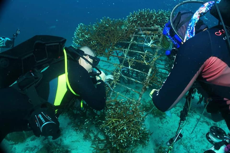 Coral planting with our divers