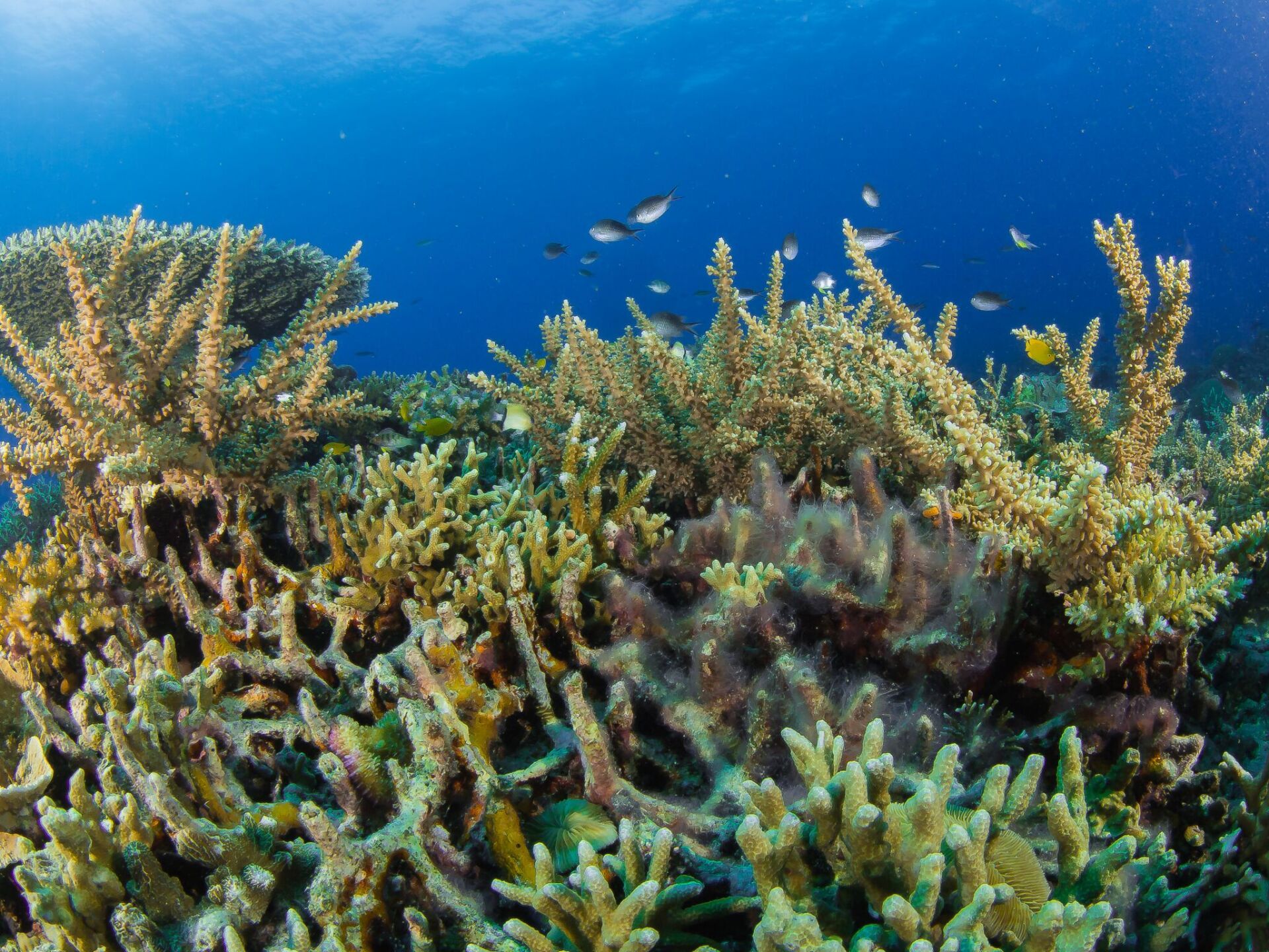 Colorful coral reef underwater with small fish in clear blue ocean