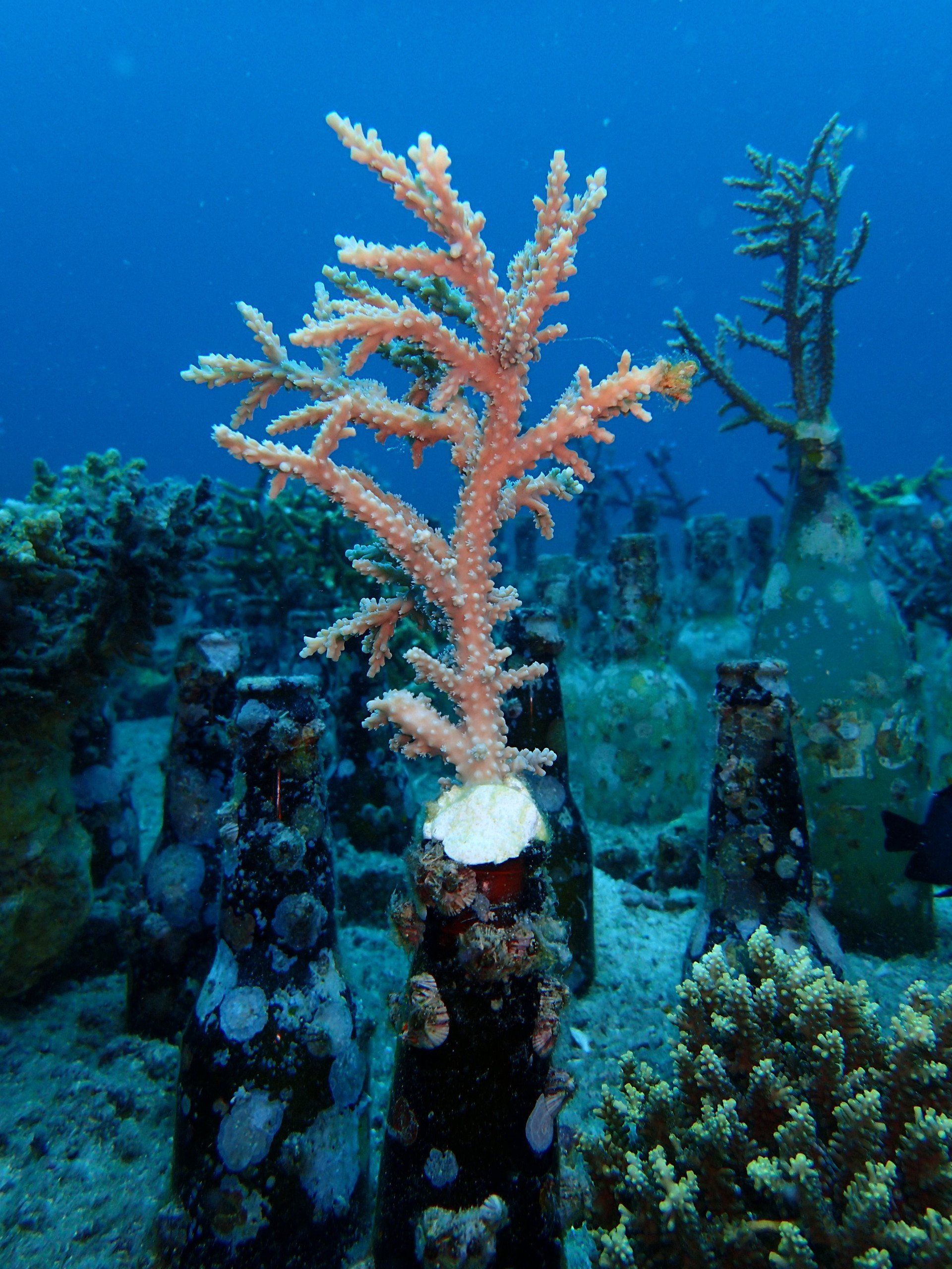 Coral rehabilatation