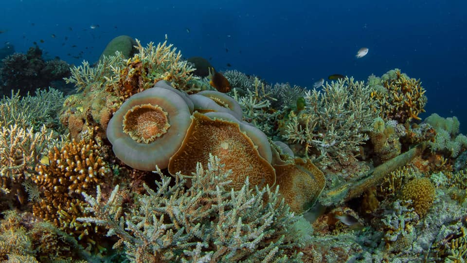 Sea turtle resting among coral on a blue ocean reef