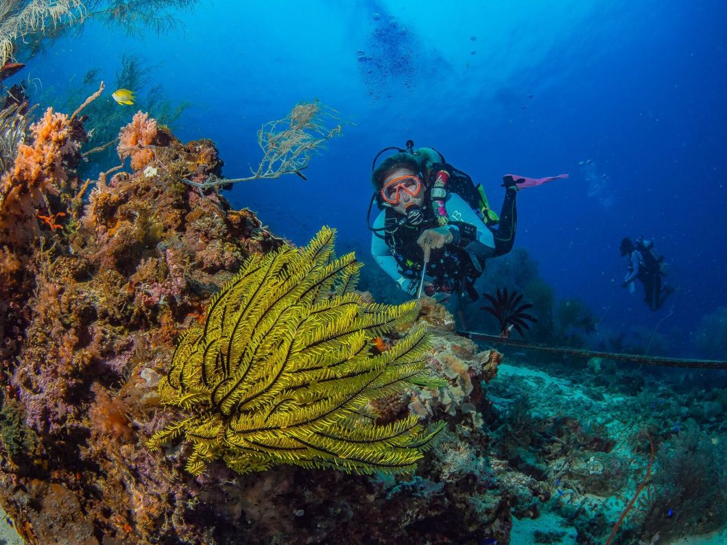 Scuba diver near a coral reef in clear blue water, with yellow and orange coral in the foreground