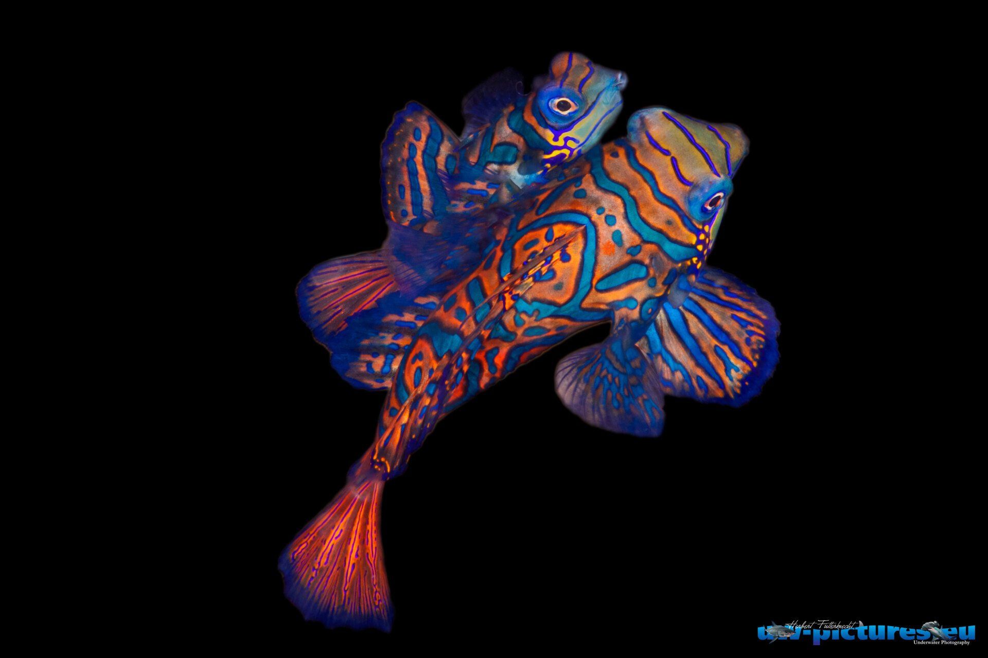 Colorful stylized fish on black background, with blue, orange, and purple patterns