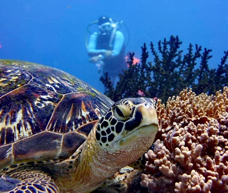 Sea turtle swimming over coral reef with diver in the blue background