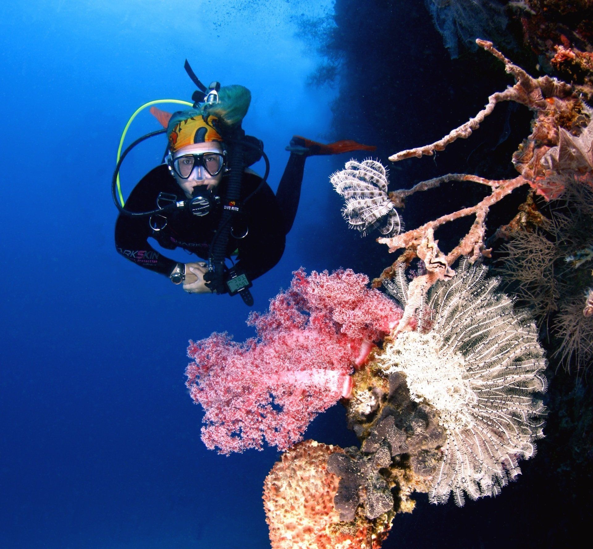 Scuba diver beside colorful coral and sea fan underwater in deep blue water