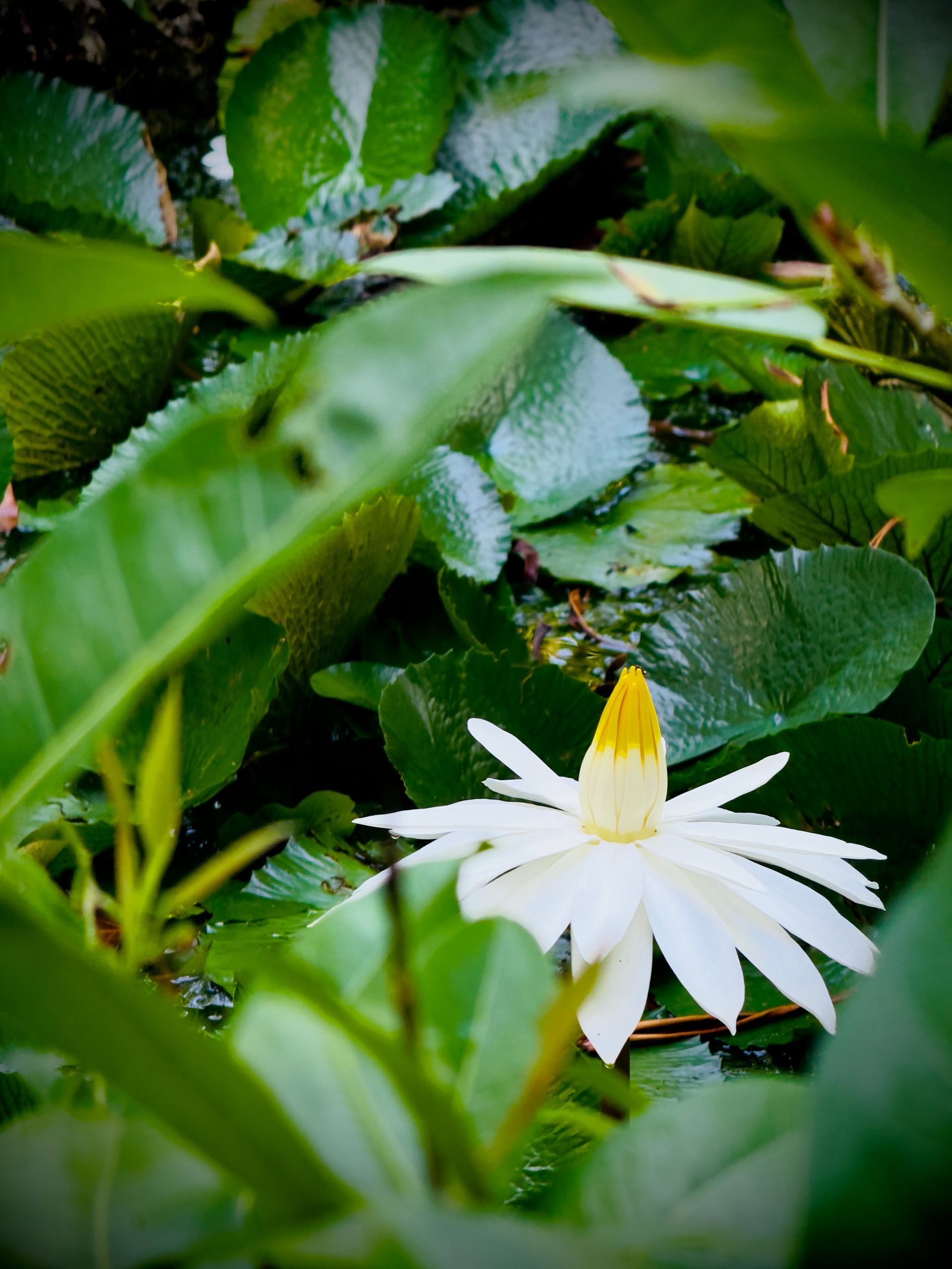 White flower with yellow center among green leaves
