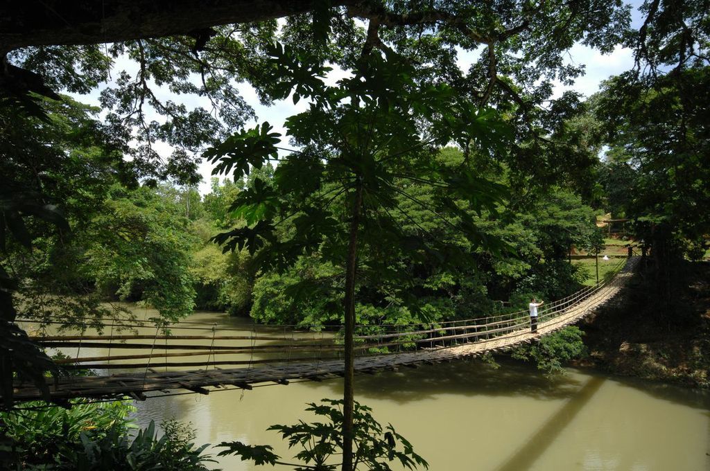 Suspension bridge over a muddy river in a lush green forest