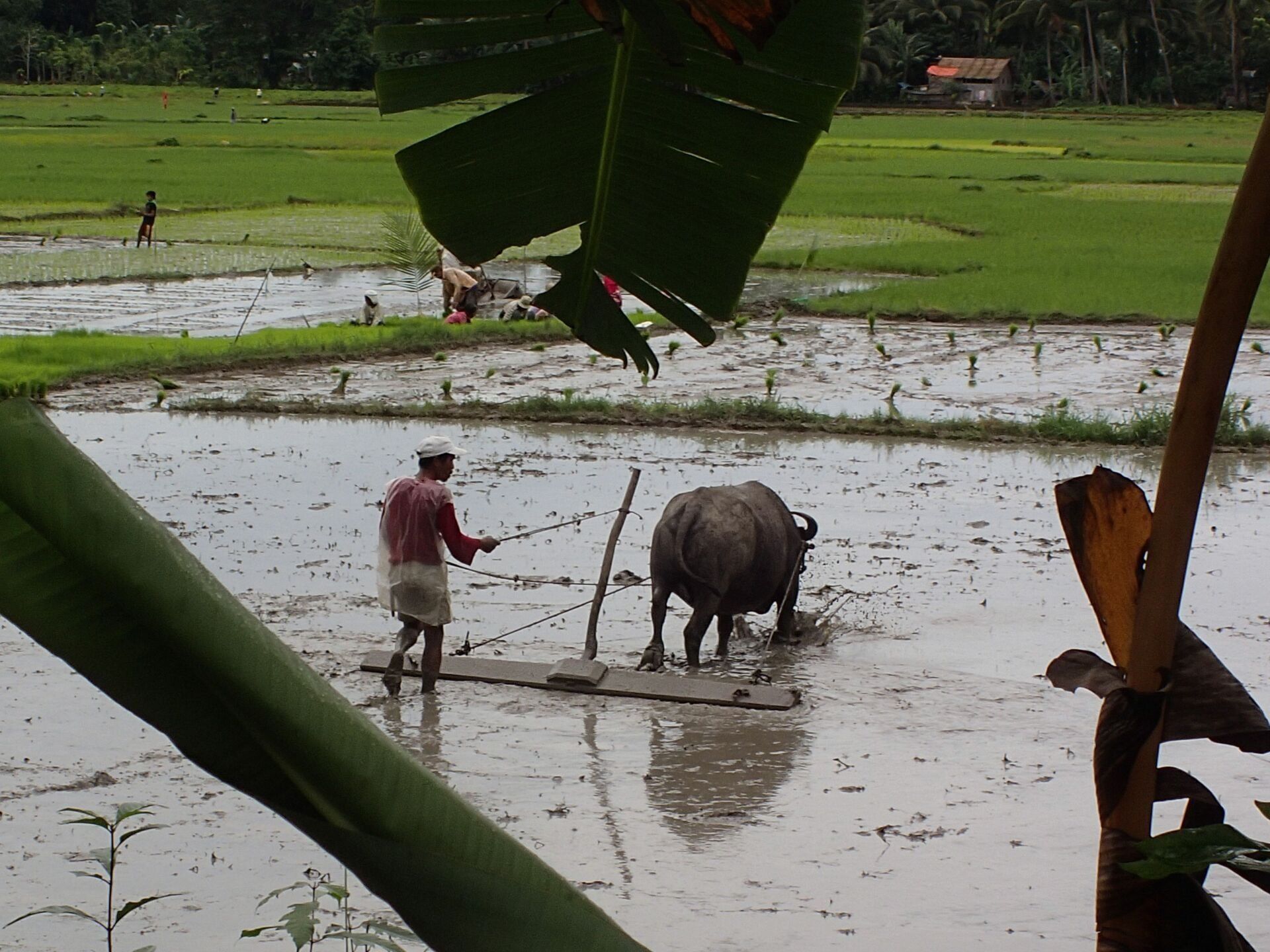 Farmer guides a buffalo through a flooded rice paddy, with green fields and trees in the background.
