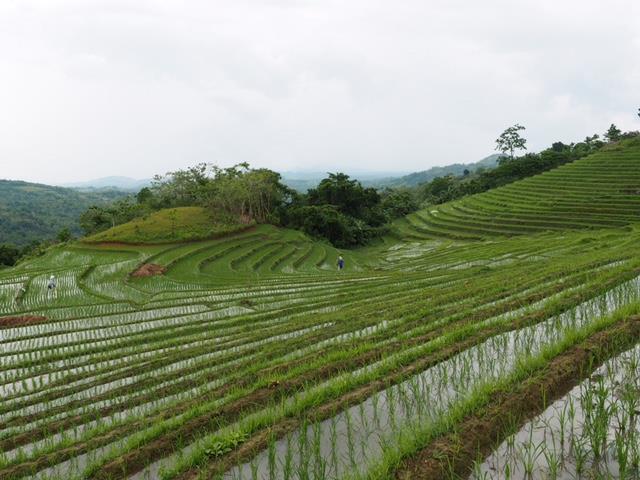 Terraced rice fields with bright green rows and water reflections on a hillside under a cloudy sky