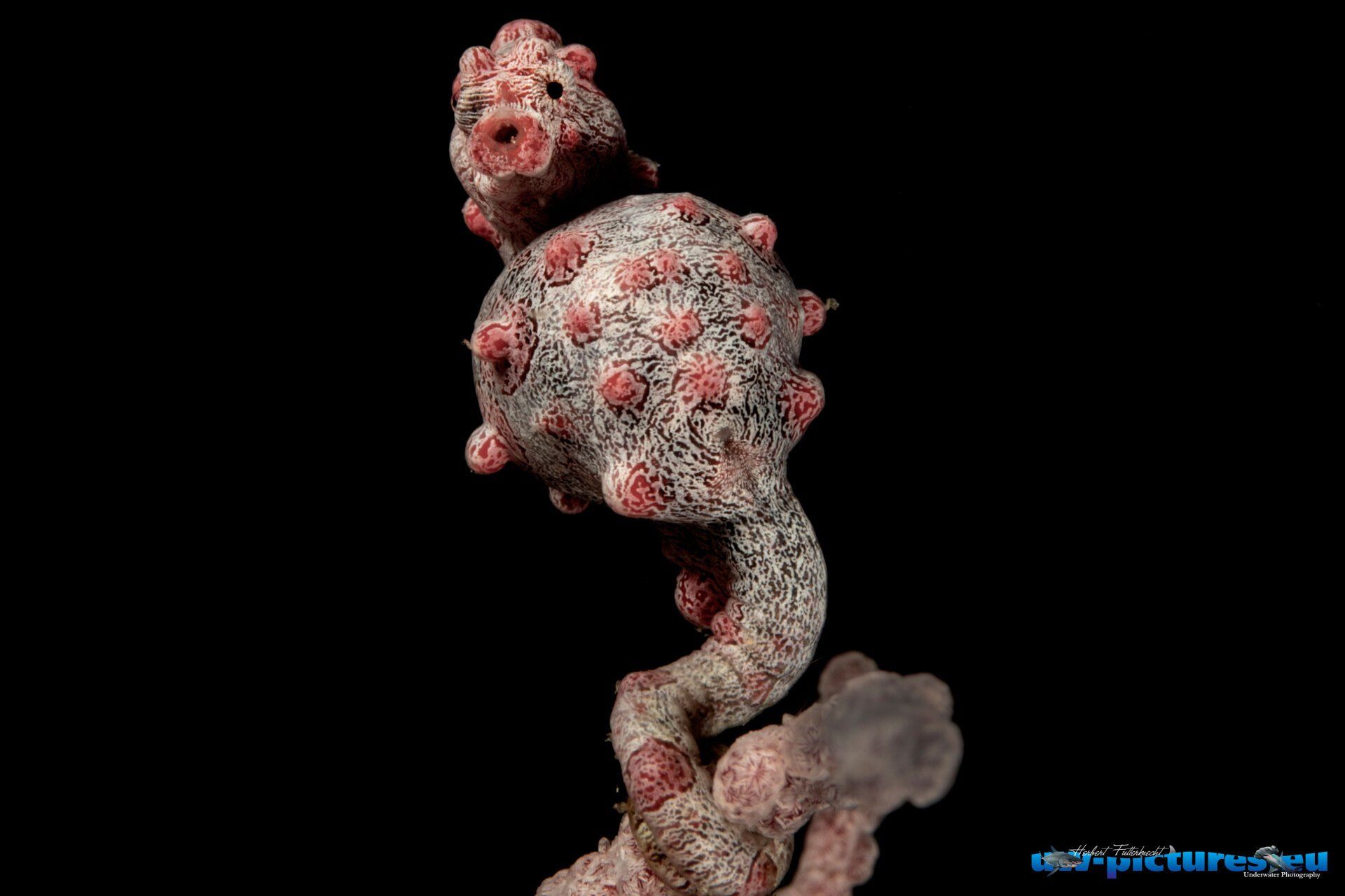 Seahorse-like coral sculpture covered in red and white spots 