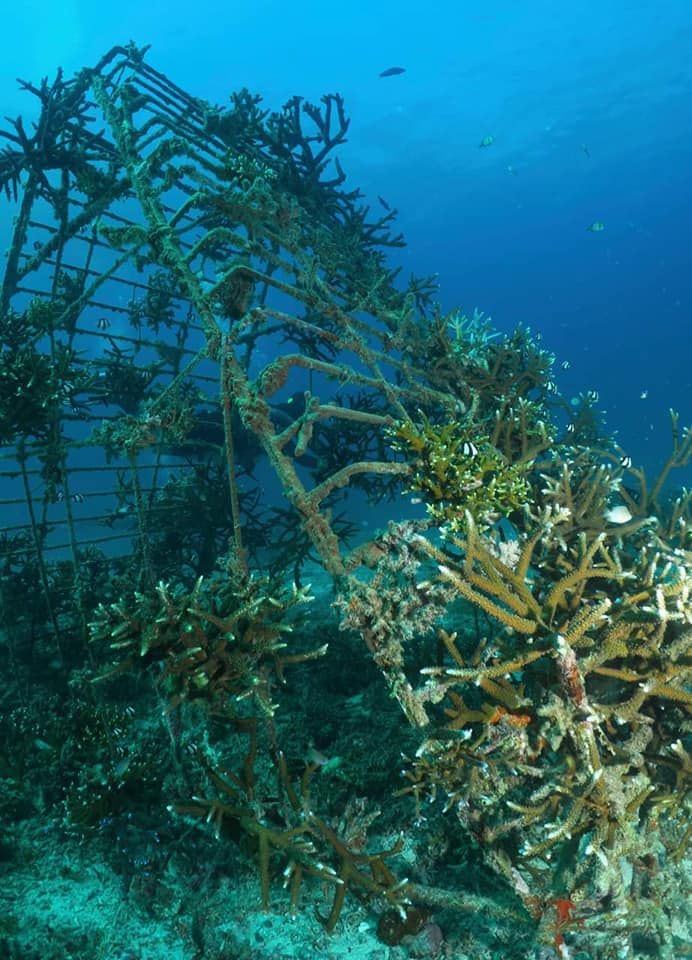 Pyramid coral planting