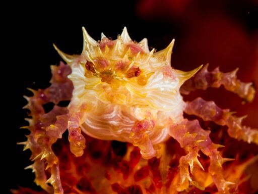 Soft coral crab