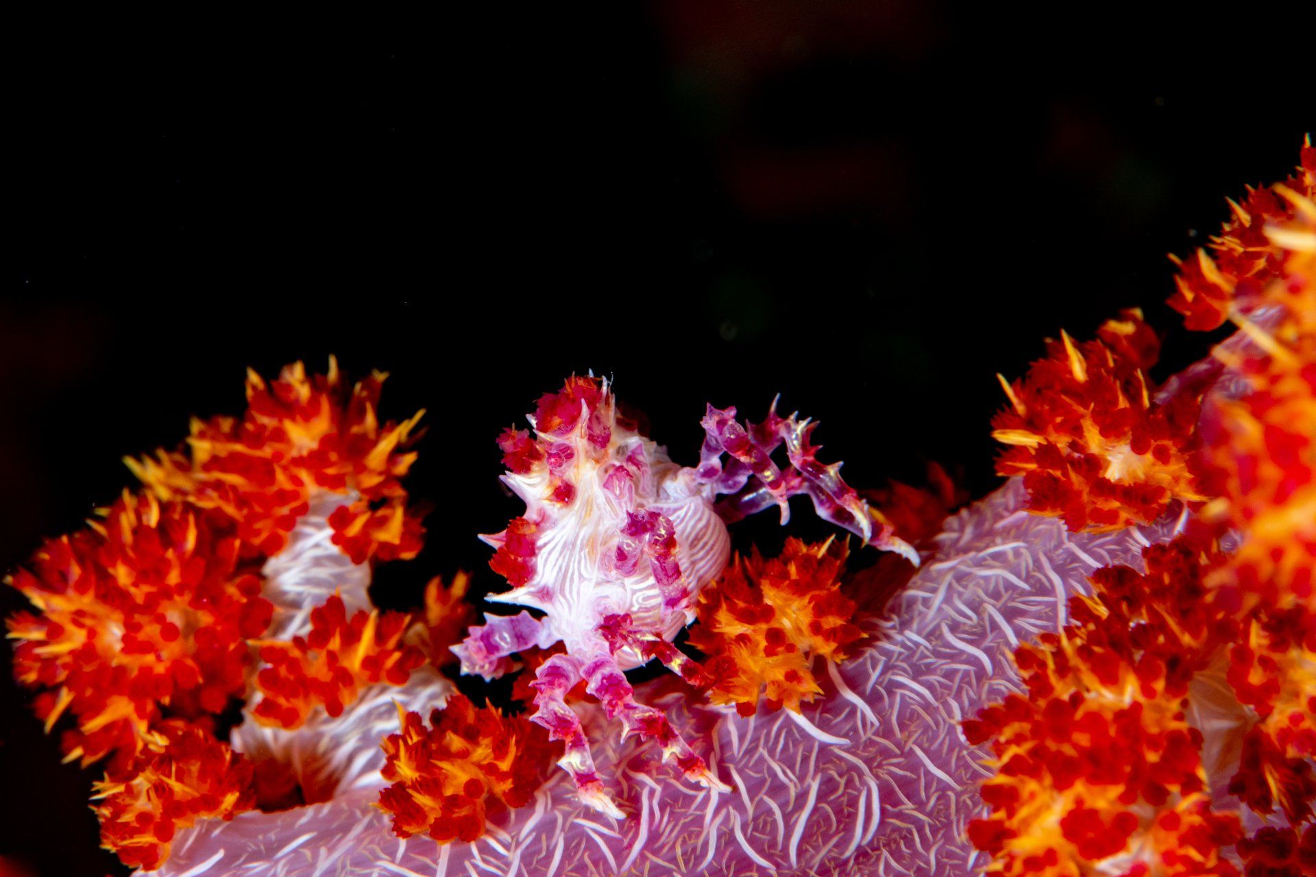 Abstract fiery red-orange floral shapes on a dark background with pink center detail