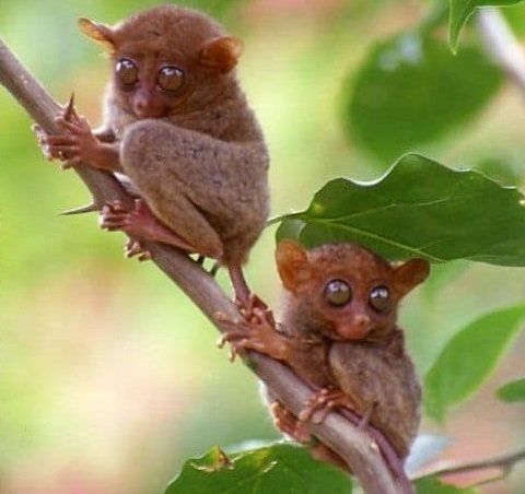Two tarsiers clinging to a branch among green leaves, with large eyes and brown fur