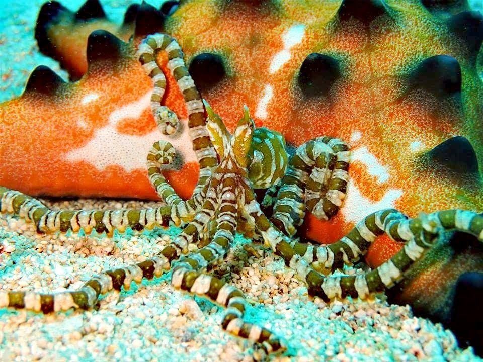 Colorful wonderpus octopus