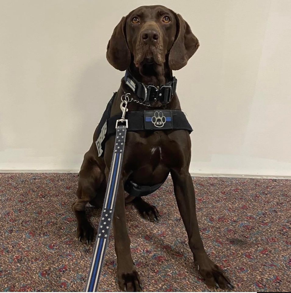 A brown dog wearing a harness and leash is sitting on the floor