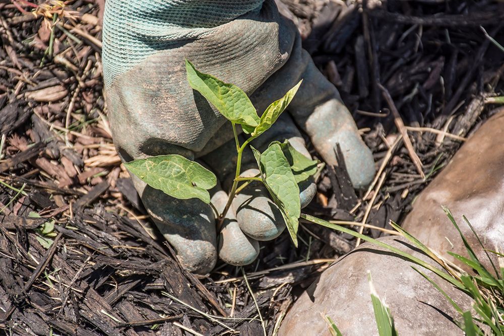 Gloved hand holding a small green plant in a mulched garden.