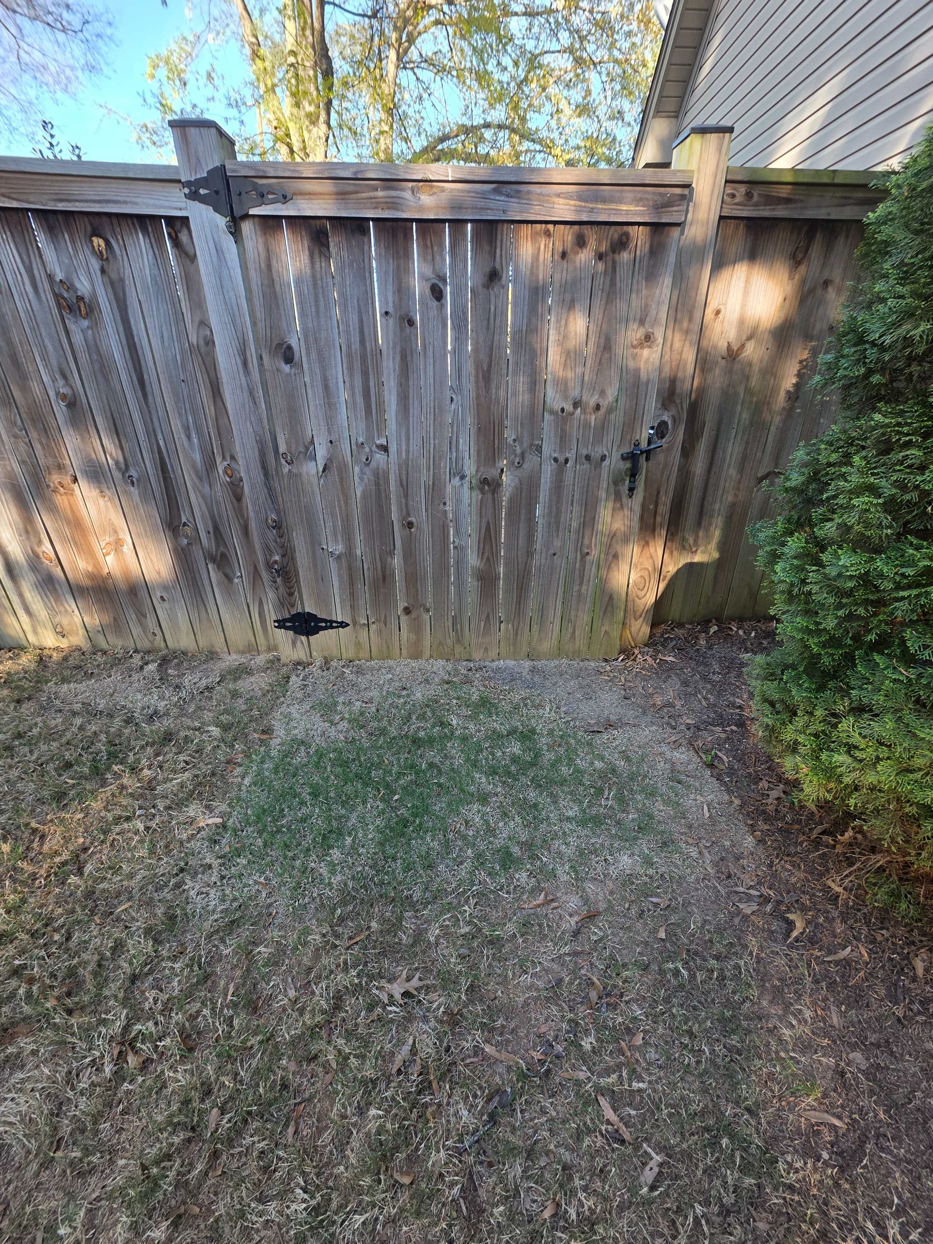 Weathered wooden fence with a small dark opening, bordered by grass and bushes in a backyard.
