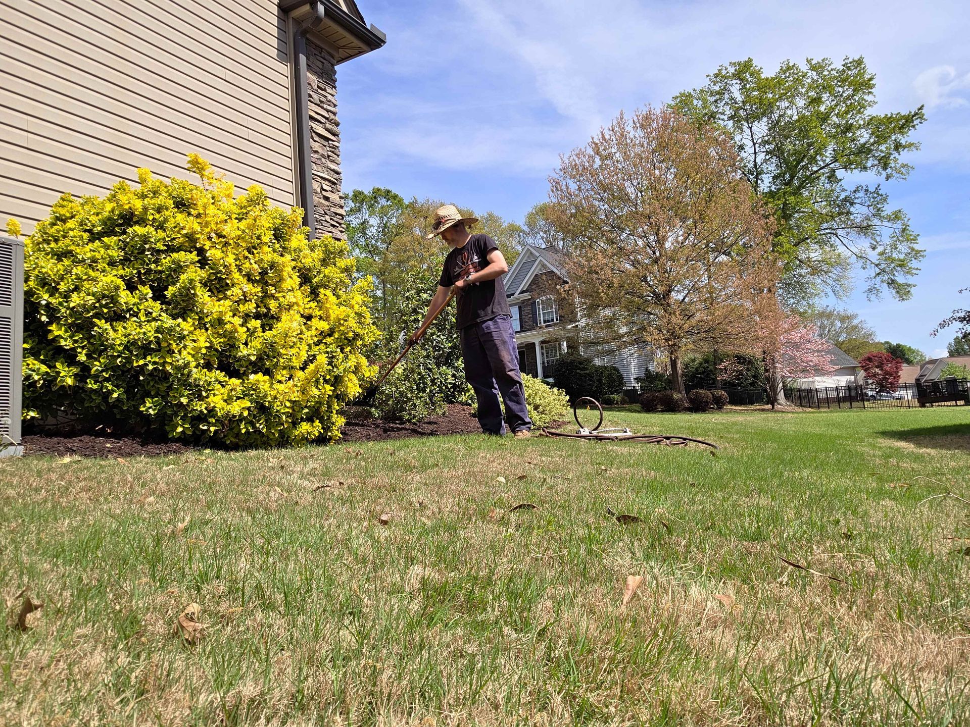 Person trimming a bright yellow bush beside a house on a sunny day