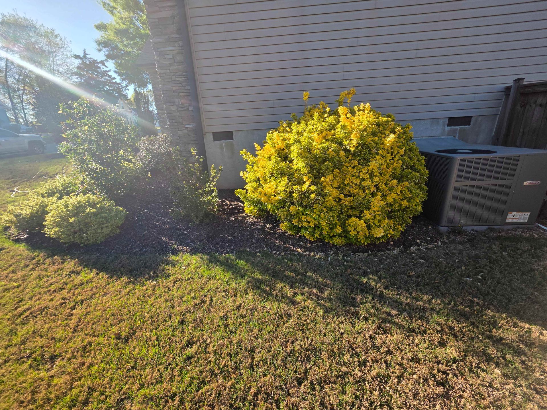 Yellow bush beside a house and air conditioner unit in a sunny yard