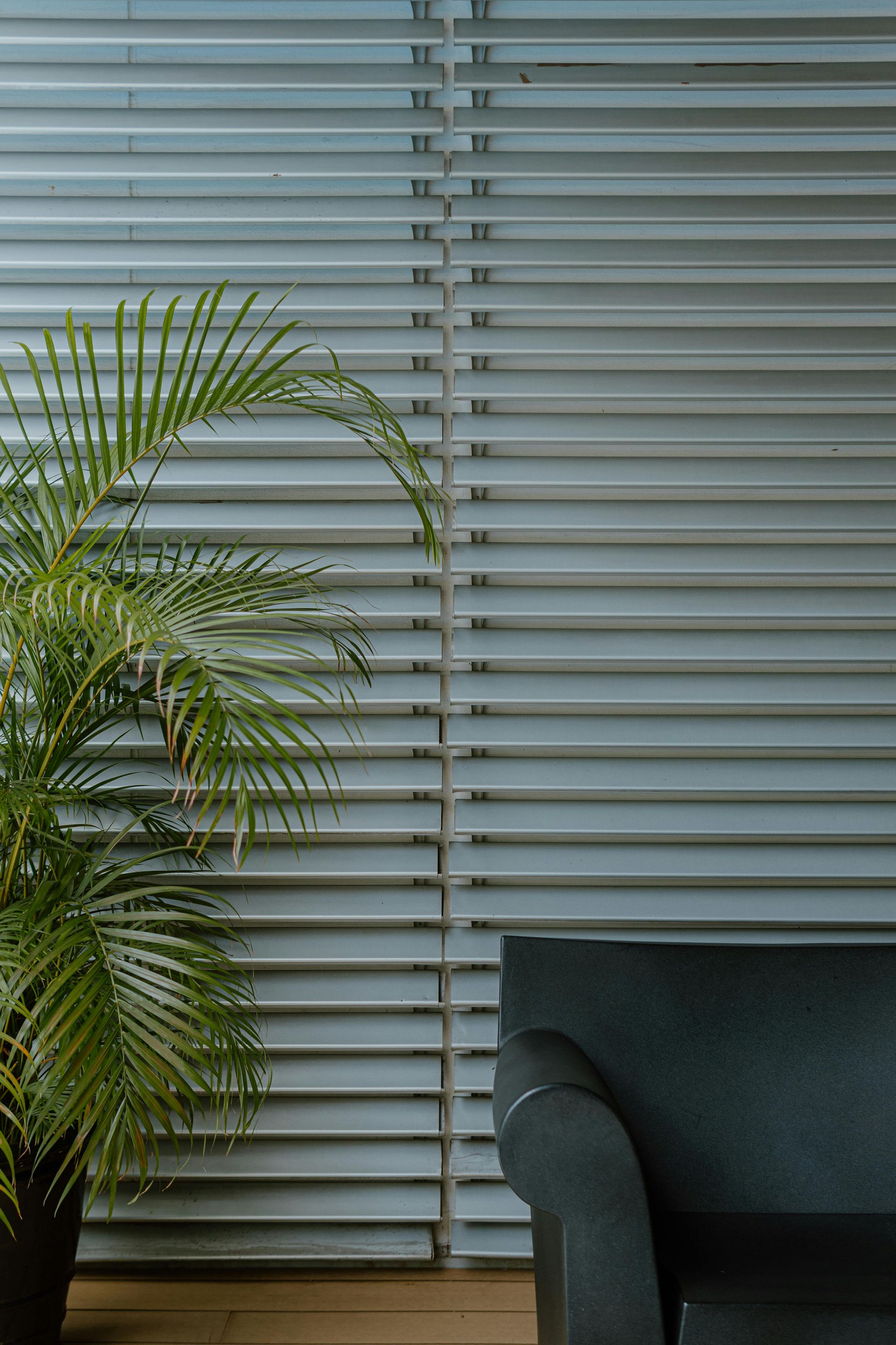 Palm plant next to gray horizontal blinds and a black sofa in a room.