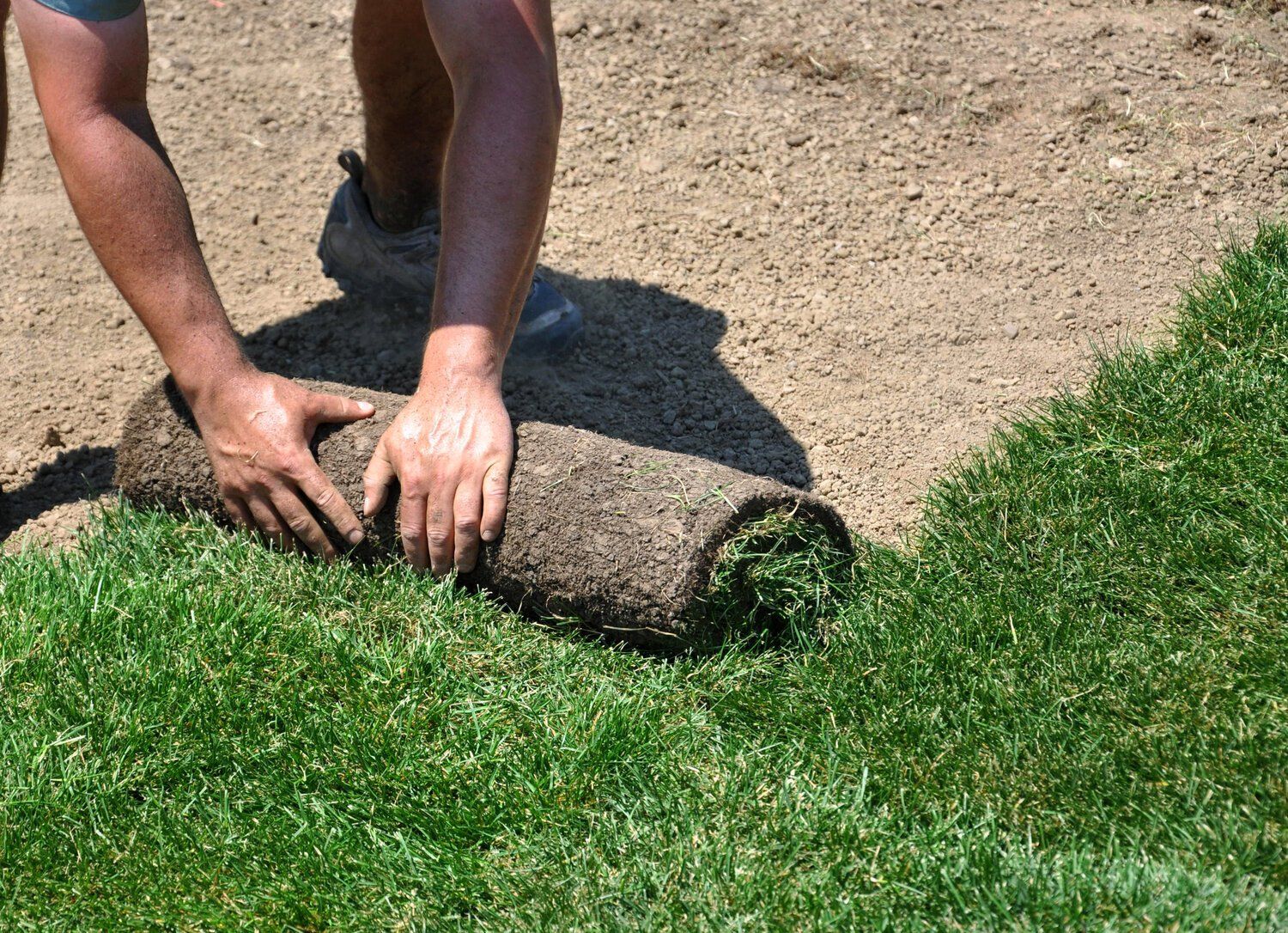 orange park florida sod company