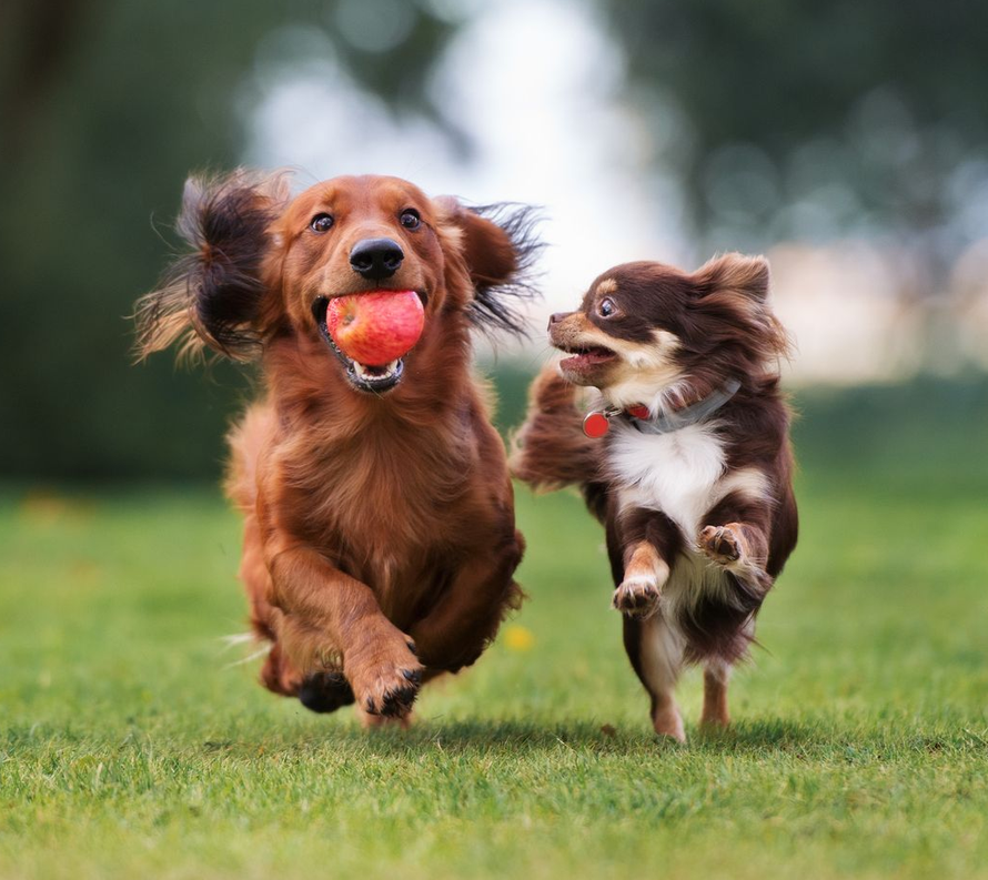 Two dogs running across grass, one holding a red ball, with a blurred outdoor background