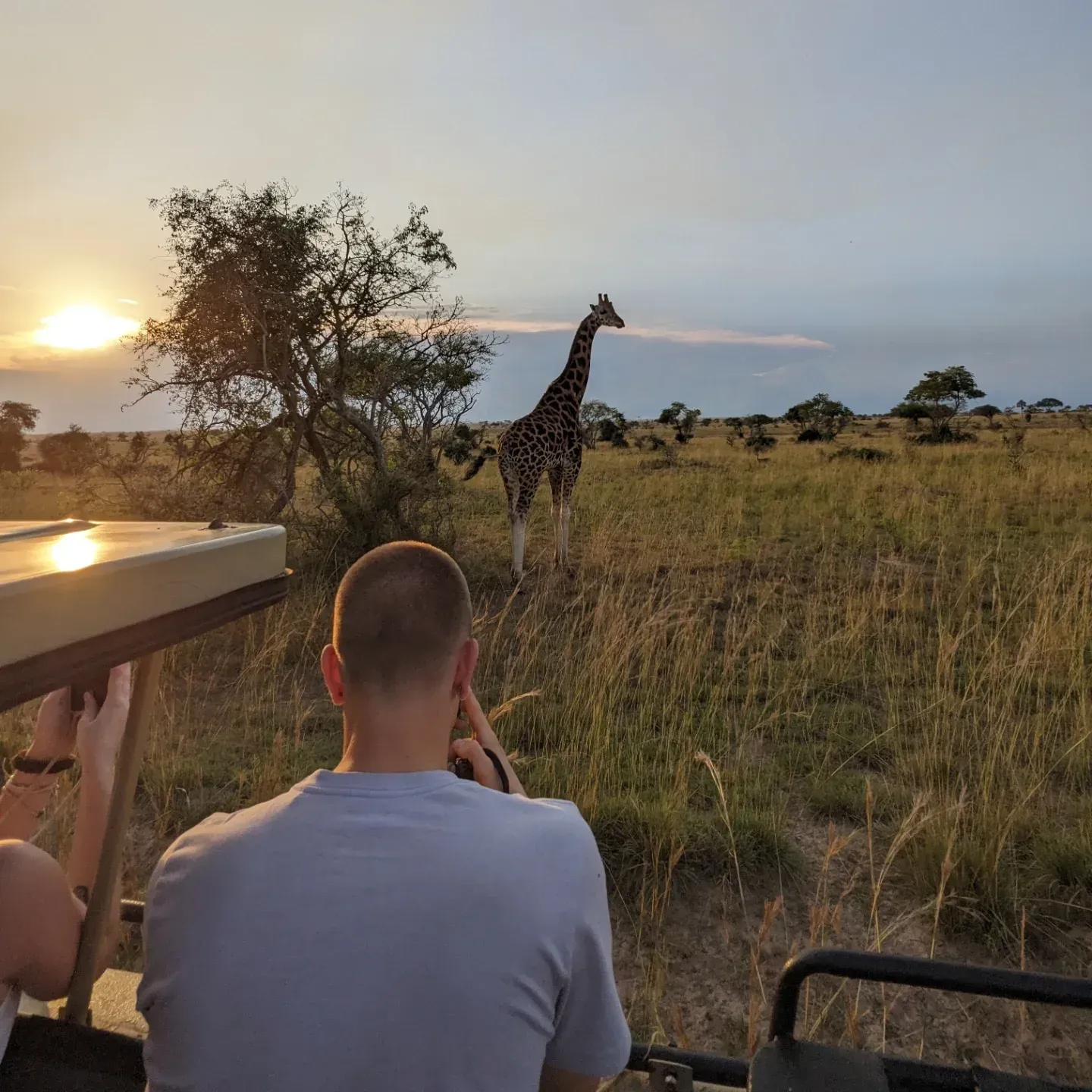Giraffe in a grassy safari plain at sunset, viewed from a vehicle with a person in the foreground