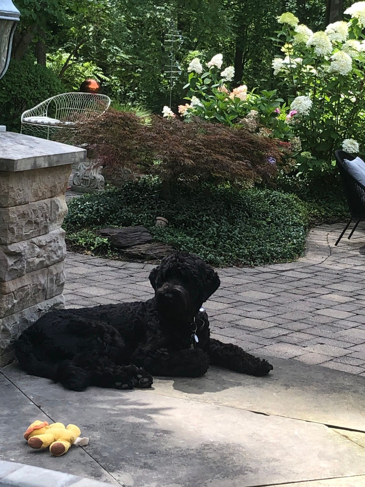 Gio