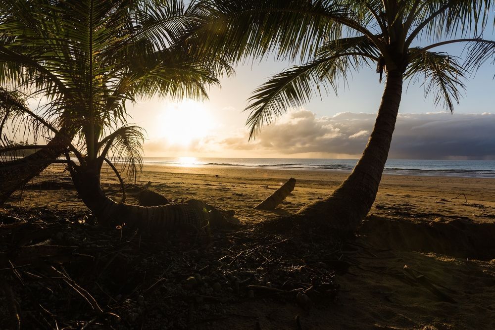 Palm Trees Silhouetted On A Beach At Sunset — Mears Construction & Training Pty Ltd in Mission Beach, QLD