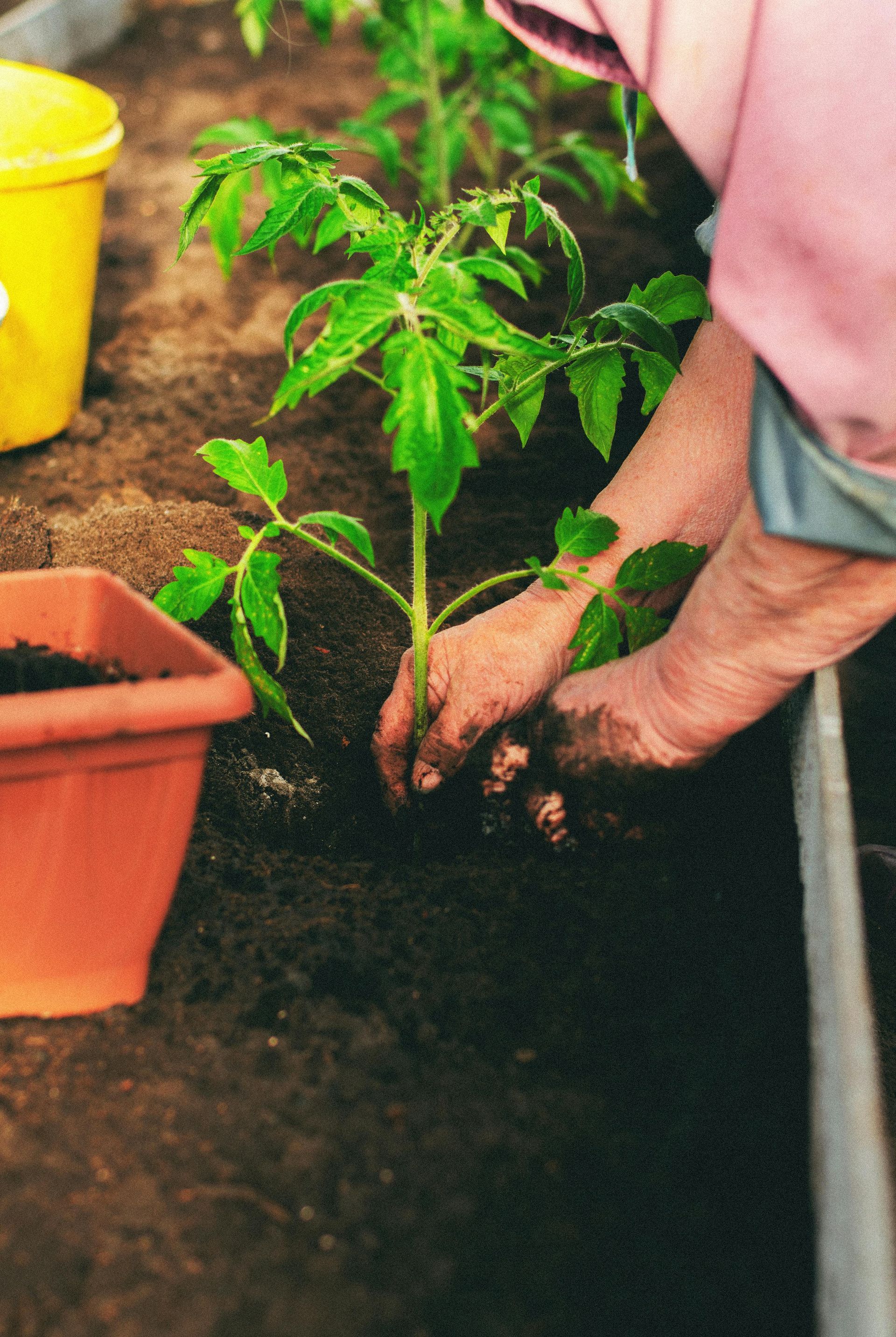Home gardening