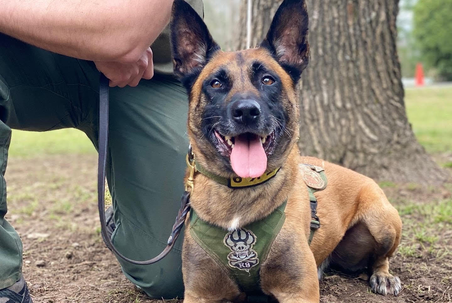 Pooper Scooper Service Prices Alpha Pet Waste