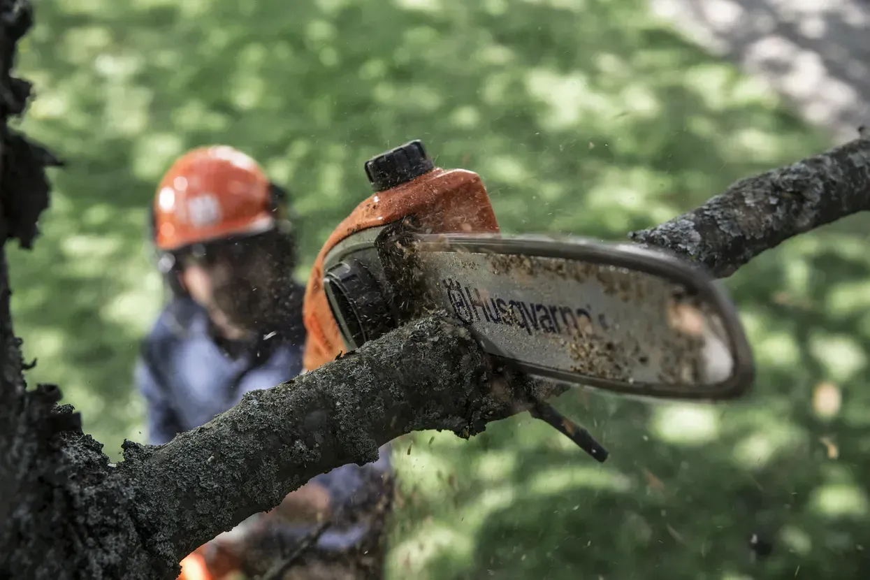 A Man Is Cutting a Tree Branch with A Chainsaw — CBS Chainsaw & Brushcutter Specialists - HUSQVARNA in Wauchope, NSW