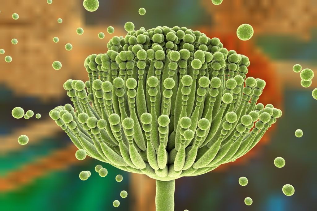 Green Aspergillus fungal colony with spores.