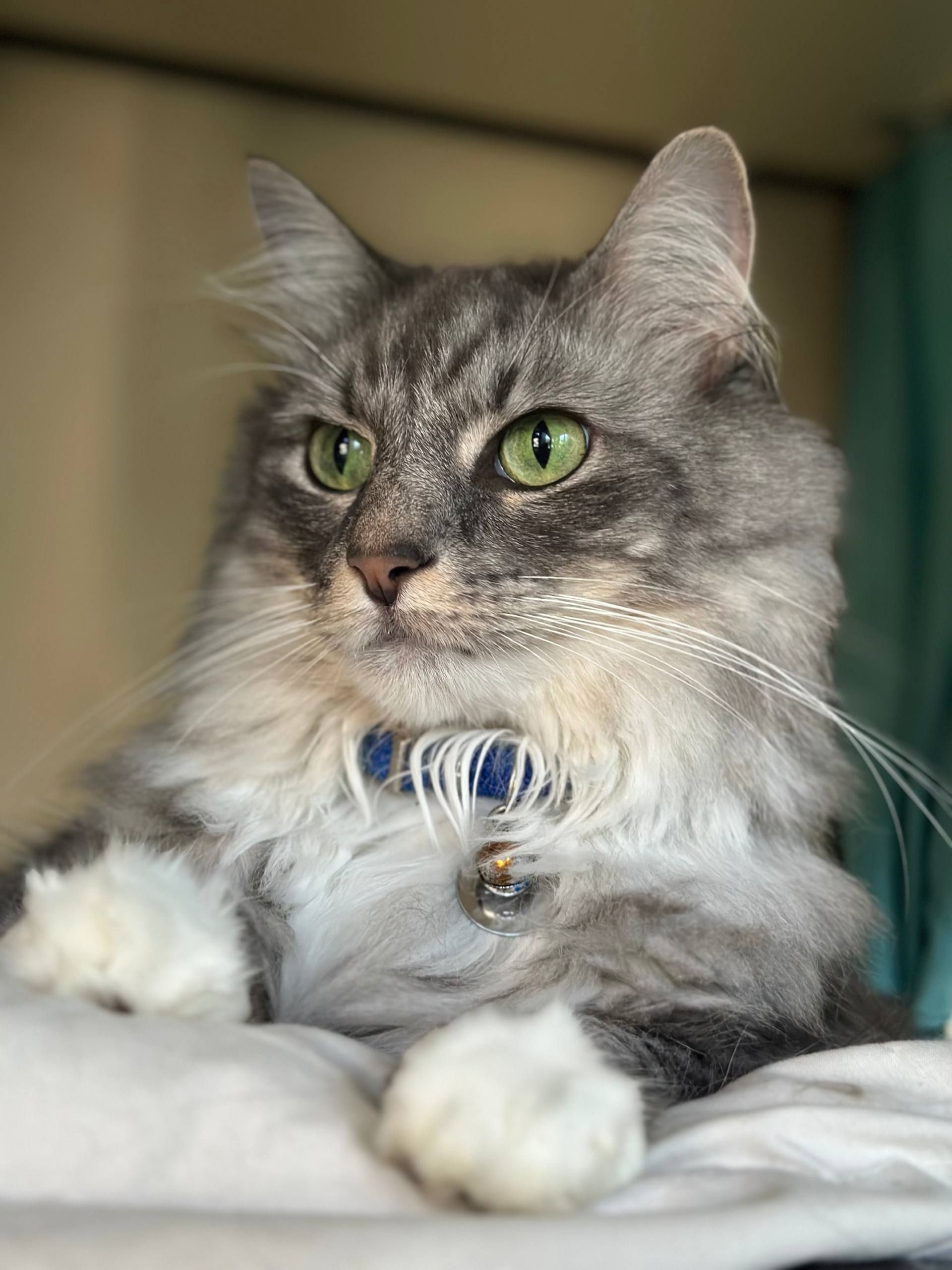 A fluffy gray and white cat with green eyes is laying on a bed.
