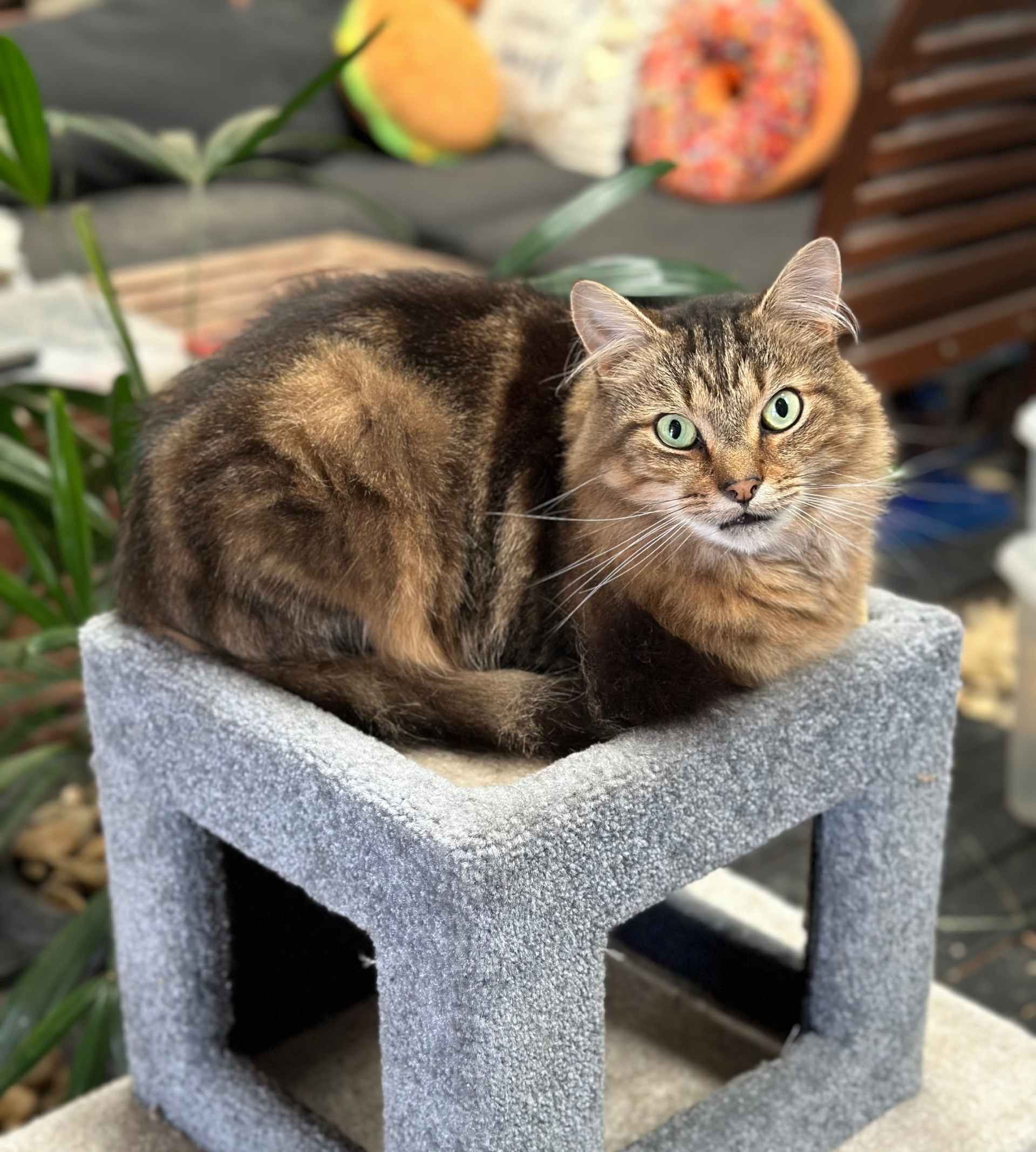 A cat is sitting on top of a concrete block.