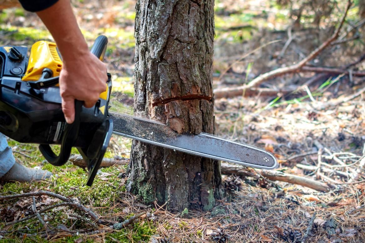 A man is cutting a tree with a chainsaw in the woods.