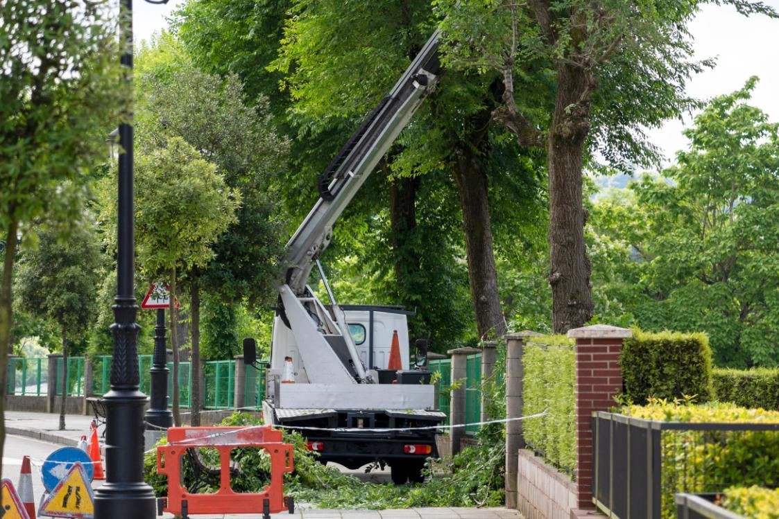 A crane is cutting a tree on the side of the road.