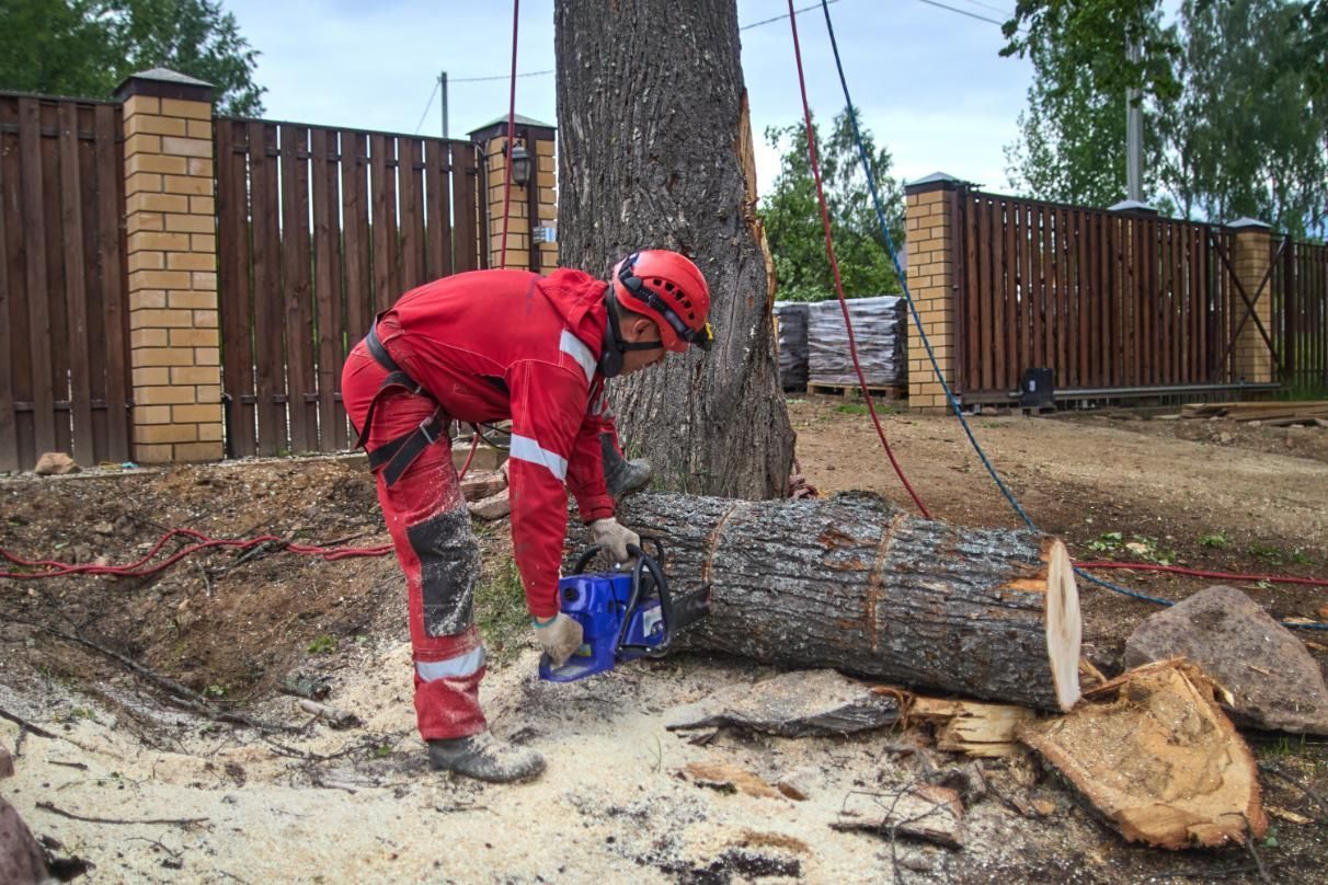 A man is cutting a tree with a chainsaw.