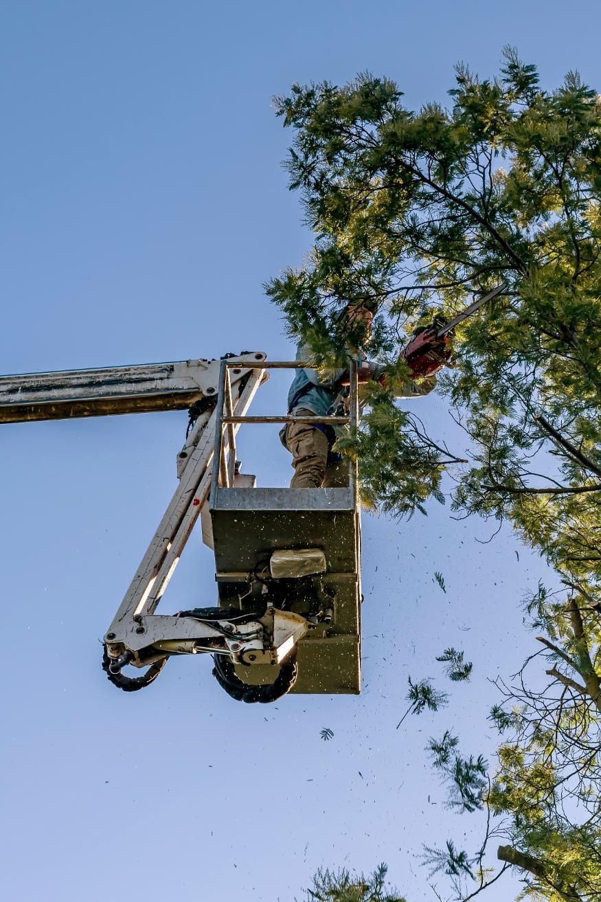 A man is sitting in a bucket on a crane cutting a tree.