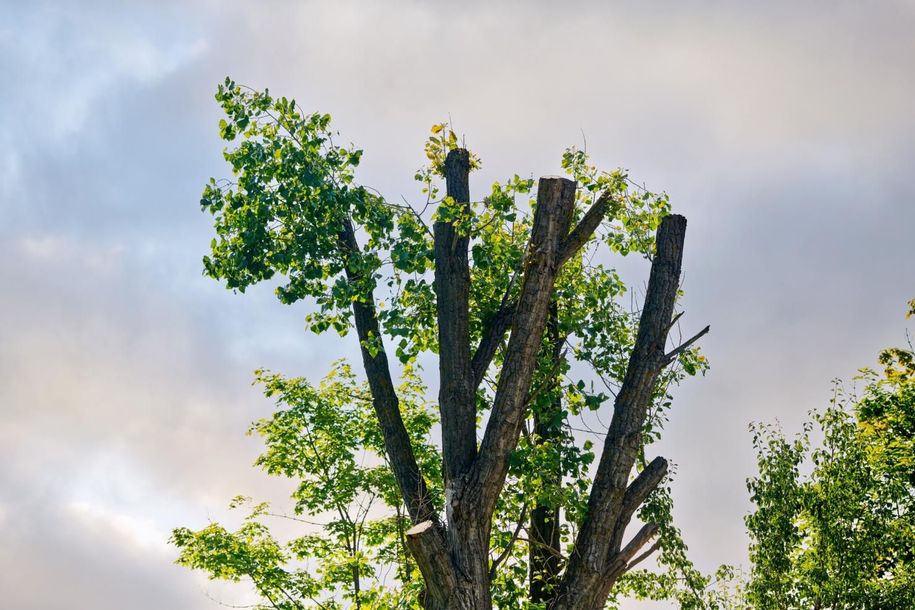 A tree with a lot of branches and leaves against a cloudy sky.