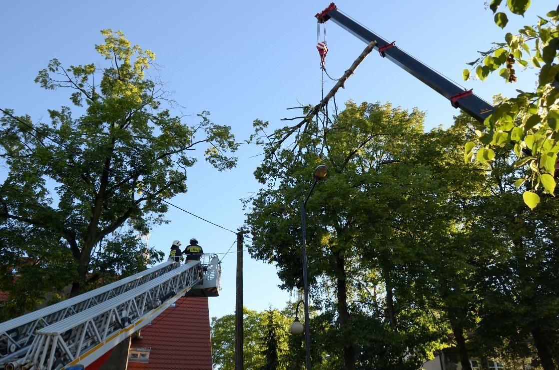 A crane is being used to remove a tree from a building.