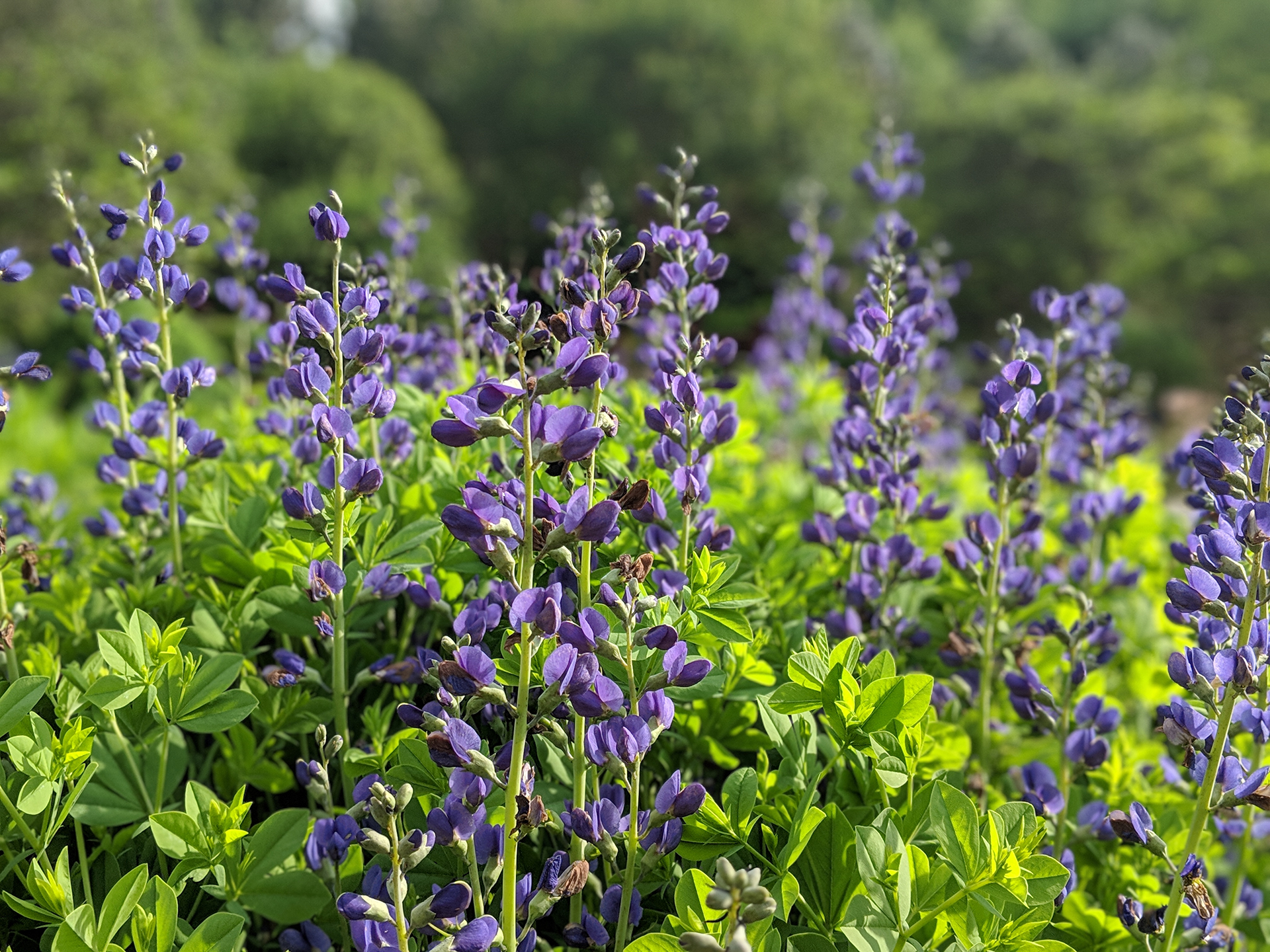 Purple baptisia flowers bloom amidst green foliage in a natural setting.