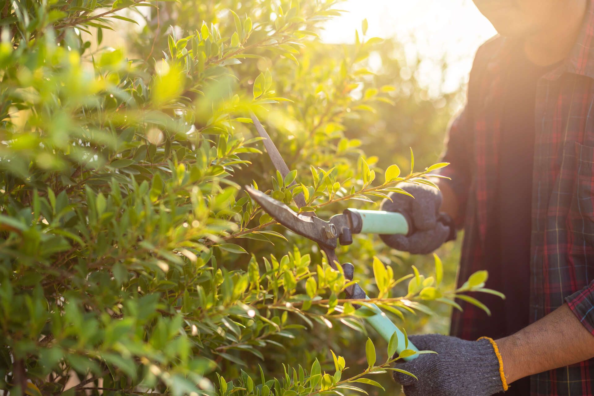Hedge Trimming Campbelltown Campbell Tree Care