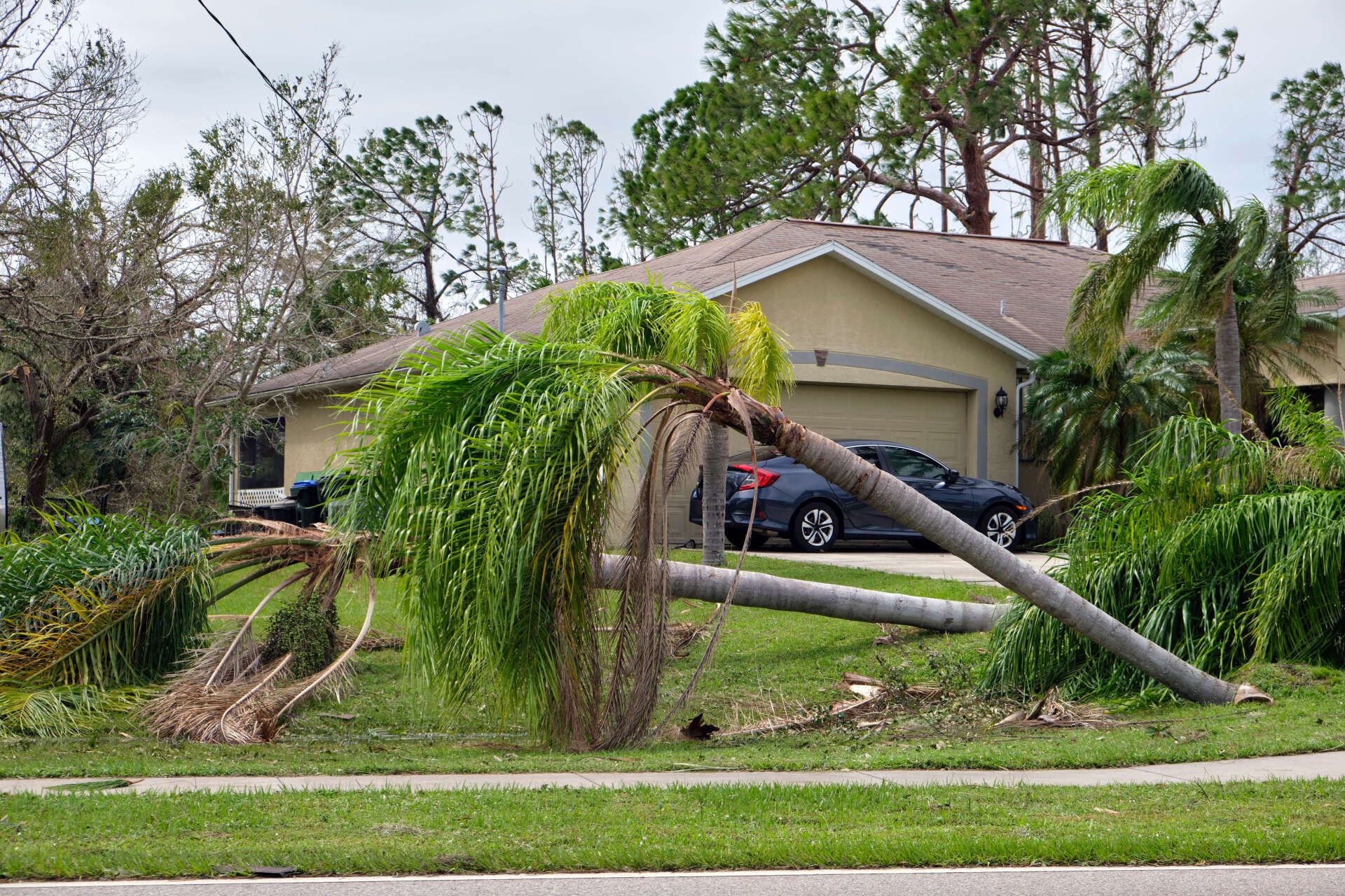 A big tree that is falling