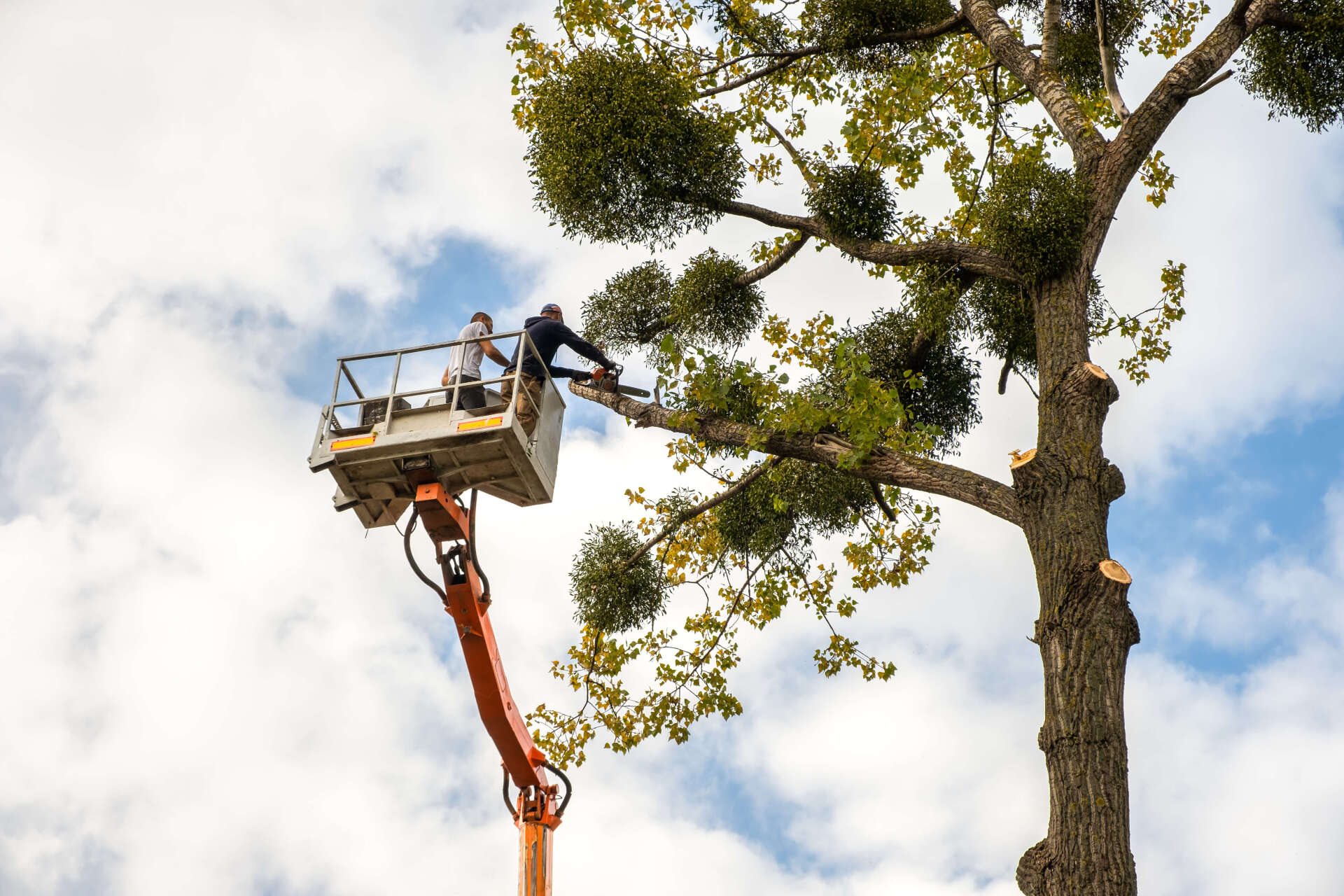 Tree truck being cut by a saw