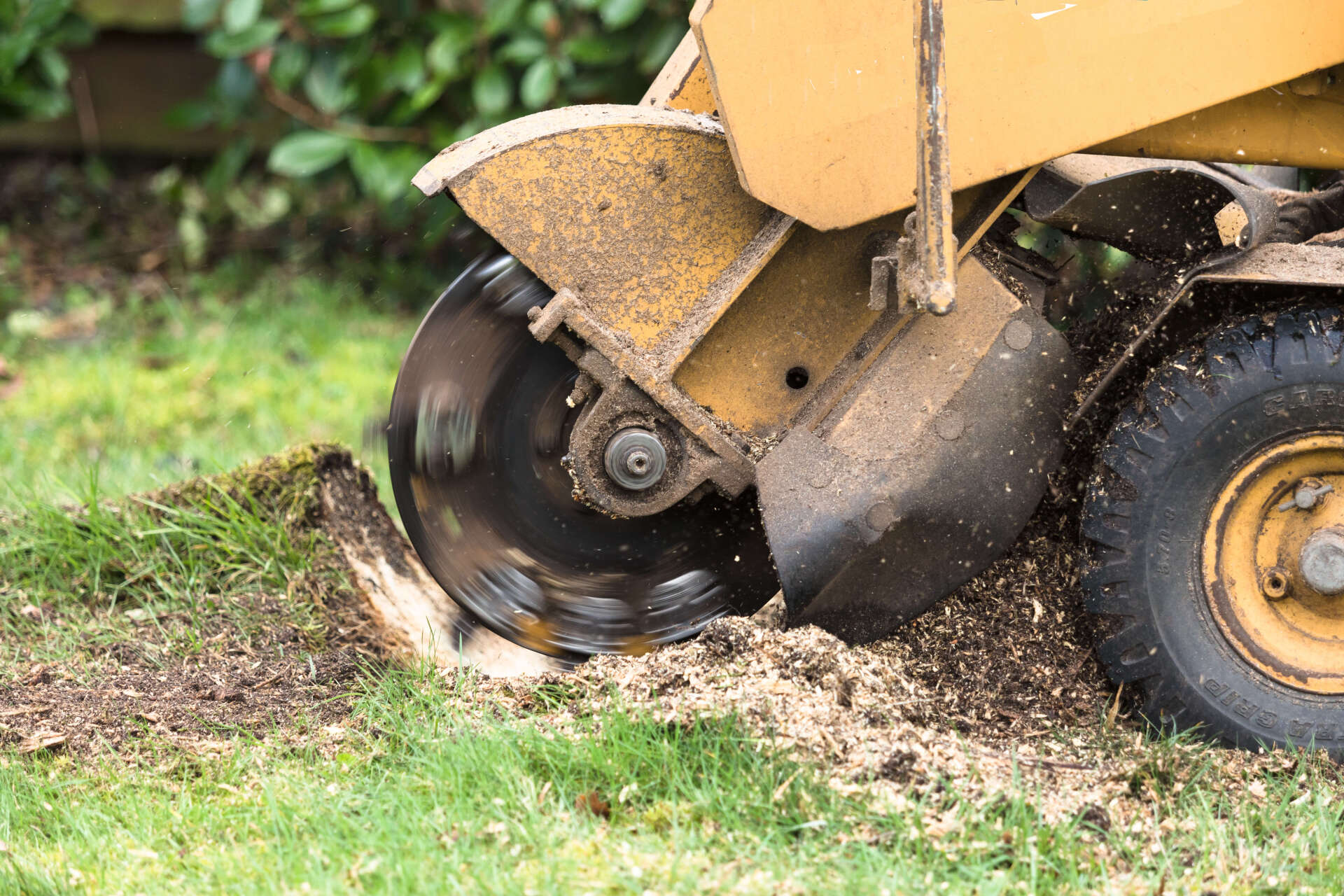 Grind a remaining tree stump